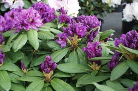 Rhododendron Azurro Pflanzen Grun Violett