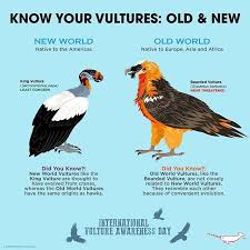 Know Your Vultures Wildlife Animals Fun Facts About Animals Pet Birds