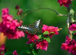 49 Beautiful Nature Wallpaper Flowers On Wallpapersafari