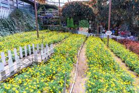 The cameron highlands is a district in pahang, malaysia, occupying an area of 712.18 square kilometres (274.97 sq mi). Lavender Garden Cameron Highlands Pahang Crisp Of Life