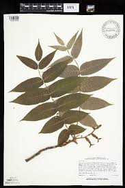 Image result for Juglandaceae