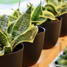 Image result for Sansevieria trifasciata