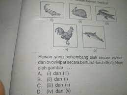 Umumnya, perkembangbiakan secara vivipar terjadi pada hewan menyusui aatu mamalia. Hewan Yang Berkembang Biak Secara Vivipar Dan Ovovivipar Secara Berturut Turut Ditunjukkan Oleh Brainly Co Id