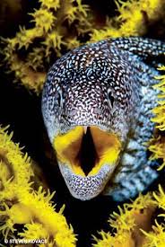 Pin By Andrea Moore On Waterworld Sea And Ocean Sea Animals Ocean Creatures