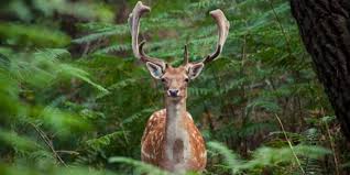 We did not find results for: Info Ou Intox Y A T Il Vraiment Des Animaux En Liberte A Center Parcs