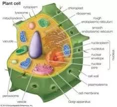 We did not find results for: What Is The Structure Of A Typical Animal Cell Quora