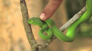We did not find results for: Green Pit Viper Youtube