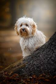 rocket das pubertier pixelartistin havaneser hund dog havanese havanais bichon cream creme baumstamm baum wald havaneser hunde flausen im kopf