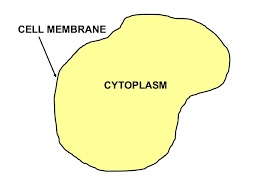 Check spelling or type a new query. Organelles In An Animal Cell