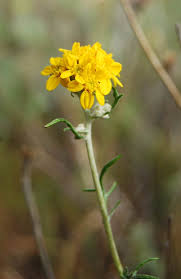 Image result for Sericorema remotiflora