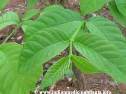 Image result for Holarrhena