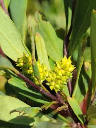 Image result for Myricaceae