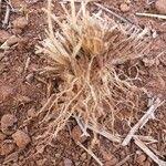 Image result for Microchloa