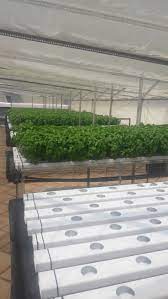 Nft Channels Rooftop Farm Aquaponics Johannesburg Top Farm Farm Aquaponics