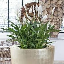 Einblatt Zeitlose Zimmerpflanze Pflanzen Einblatt Zimmerpflanzen