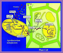 Image result for Rhizobium radiobacter, syn. Agrobacterium tumefaciens