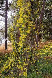 Image result for Senecio tamoides