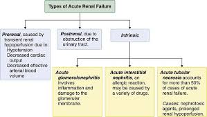 24nurse Acute Renal Failure Acute Kidney Injury Renal Failure