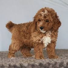 Advantages of goldendoodles and mini goldendoodles. Bobby Goldendoodle Puppy 629362 Puppyspot