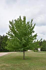 'firefall' is a weeping red laceleaf japanese maple that is going to shock the world as a weeping red japanese maple. Firefall Maple Acer X Freemanii Firefall In Inver Grove Heights Minnesota Mn At Gertens