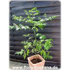 Image result for Azadirachta indica