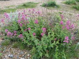 Image result for Centranthus