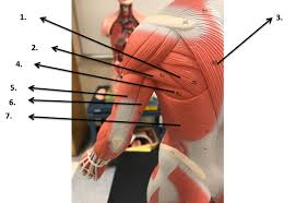 Muscles diagram front and back below you'll find several different muscles diagrams. Back Rear Arm Muscles Human Model Diagram Quizlet