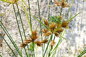 Image result for Pycreus polystachyos