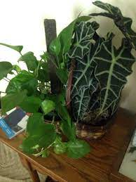 Golden Pothos Pothos Your Houseplant Is A Hybrid Variegated Variety Of A Vining Pothos Provide Bright Indirect Container Plants House Plants Golden Pothos