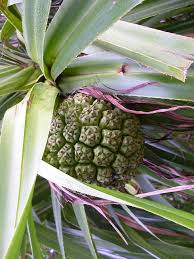 Image result for Pandanus odoratissimus