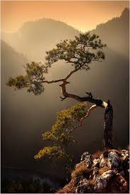 Photographers wait a long time for photos where they capture the greatest moments of nature. Beautiful Nature Tree Beautiful Tree Beautiful Nature