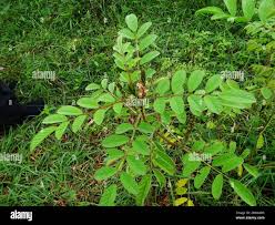 Image result for Indigofera astragalina