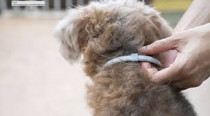 See links below from sites reporting the exact same toxic side effects and seizures. Seresto Pet Collars Under Epa Review But The Fight Over Their Safety Could Take Years Wausau Pilot Review