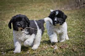 We feature beautiful akc newfoundlands black, landseer and brown breed for large quality newfies. Puppies Ebb Tide Kennels Stables