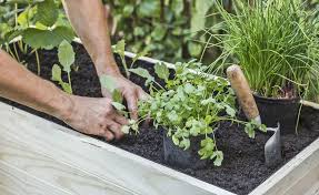 die 11 besten pflanzen furs hochbeet hochbeet bepflanzen hochbeet pflanzen hochbeet