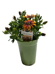 Image result for Osteospermum