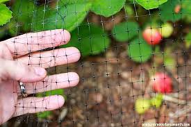 Check spelling or type a new query. How To Protect Your Strawberries From Birds One Hundred Dollars A Month