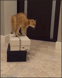 Kitten Gif Funny Kitty Perched On Box Scared Of His Own Reflection In The Mirror Funny Animal Memes Kitten Gif Cats And Kittens