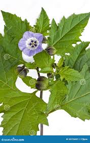 Image result for Nicandra