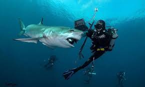See full list on blog.padi.com Shark Diving In Florida What You Need To Know Scuba Diving Website For Women