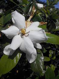 cape jasmine 梔子花 plants flowers pics