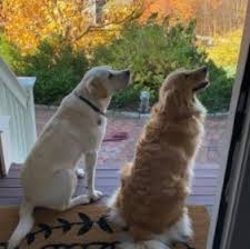 The labrador retriever (also labrador, or lab for short) is one of several kinds of retriever, a type of gun dog. 7 Best Labrador Retriever Breeders In Michigan 2021 We Love Doodles
