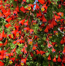 Image result for Tropaeolum