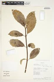 Image result for Xymalos monospora