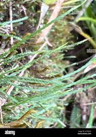 Image result for Cochlidium serrulatum