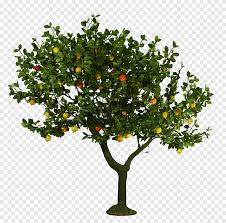 We've suggested one variety for each type of fruit tree. In Kind Fruit Trees Promotion Green Fruit Trees Png Pngegg