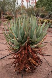 Image result for Aloe aculeata × globuligemma