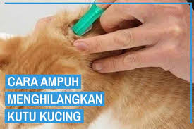 Ya gampangnya itu ketika kutu yang masih menempel dilansir dari taste of home minggu 2122021 berikut ini uraiannya. 9 Cara Menghilangkan Kutu Kucing Dijamin Hilang Kucingklik Com