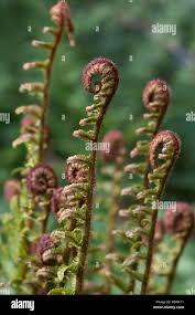 Ferns crozier hi-res stock photography and images