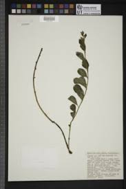 Image result for Clutia hirsuta